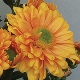 Chrysanthemum 'Danielle Bronze'