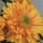  (10/06/2017) Chrysanthemum 'Danielle Bronze' added by Shoot)