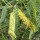  (10/06/2017) Prosopis velutina  added by Shoot)
