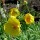  (11/06/2017) Hunnemannia fumariifolia added by Shoot)