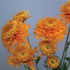 Chrysanthemum 'Bronze Margaret'