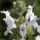  (12/06/2017) Salvia mellifera added by Shoot)