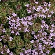  (13/06/2017) Thymus camphoratus added by Shoot)