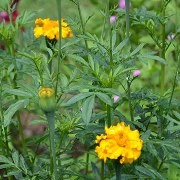  (13/06/2017) Tagetes erecta added by Shoot)