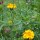  (13/06/2017) Tagetes erecta added by Shoot)