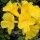  (14/06/2017) Tabebuia chrysotricha added by Shoot)