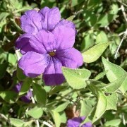  (14/06/2017) Ruellia californica added by Shoot)