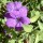  (14/06/2017) Ruellia californica added by Shoot)