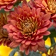 Chrysanthemum 'Pompon Red Bronze' 