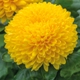 Chrysanthemum 'Migoli'