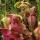  (16/06/2017) Sarracenia rosea added by Shoot)