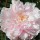  (18/06/2017) Paeonia lactiflora 'Lady Alexandra Duff'  added by Shoot)