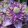  (18/06/2017) Clematis 'Taiga' added by Shoot)