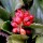  (03/07/2017) Gunnera cordifolia  added by Shoot)