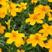  (06/07/2017) Tagetes 'Gold Medal' added by Shoot)