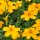  (06/07/2017) Tagetes 'Gold Medal' added by Shoot)