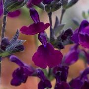  (06/07/2017) Salvia greggii 'Emperor' added by Shoot)