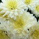 Chrysanthemum 'Angela Blundell'
