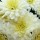  (09/07/2017) Chrysanthemum 'Angela Blundell' added by Shoot)