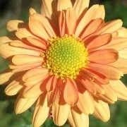  (09/07/2017) Chrysanthemum 'Goldengreenheart' added by Shoot)