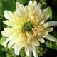 Chrysanthemum 'Edelweiss'