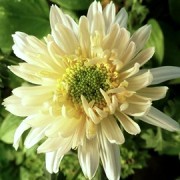  (09/07/2017) Chrysanthemum 'Edelweiss' added by Shoot)