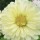  (09/07/2017) Chrysanthemum 'Poesie' added by Shoot)