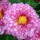  (10/07/2017) Chrysanthemum 'Mei-kyo' added by Shoot)