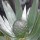  (10/07/2017) Leucadendron argenteum added by Shoot)
