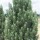  (10/07/2017) Pinus sylvestris Fastigiata Group added by Shoot)