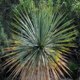 Yucca thompsoniana