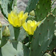  (10/07/2017) Opuntia stricta added by Shoot)