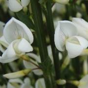  (12/07/2017) Cytisus 'White Lion' added by Shoot)