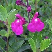  (12/07/2017) Salvia 'Orchid Glow' (Suncrest Series) added by Shoot)