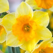  (12/07/2017) Narcissus 'Derringer' added by Shoot)