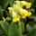  (13/07/2017) Primula veris 'Cabrillo' added by Shoot)