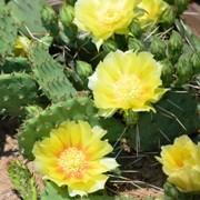  (14/07/2017) Opuntia humifusa added by Shoot)