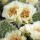  (14/07/2017) Opuntia polyacantha 'Crystal Tide' added by Shoot)