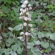  (14/07/2017) Petasites paradoxus added by Shoot)