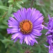  (15/07/2017) Aster novae-angliae 'Pride of Rougham' added by Shoot)