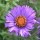 (15/07/2017) Aster novae-angliae 'Pride of Rougham' added by Shoot)