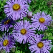  (15/07/2017) Aster novae-angliae 'Mrs S.T. Wright' added by Shoot)