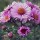  (15/07/2017) Aster novae-angliae 'Rose Williams' added by Shoot)