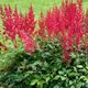 Astilbe 'Spinell' (x arendsii)