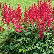  (16/07/2017) Astilbe 'Spinell' (x arendsii) added by Shoot)