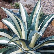  (16/07/2017) Agave americana 'Mediopicta Alba' added by Shoot)