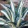  (16/07/2017) Agave americana 'Mediopicta Alba' added by Shoot)