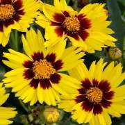  (17/07/2017) Coreopsis 'Sunkiss' added by Shoot)
