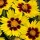  (17/07/2017) Coreopsis 'Sunkiss' added by Shoot)