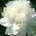  (21/07/2017) Paeonia lactiflora 'Kelway's Glorious' added by Shoot)